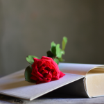 Resumo do A Noite das Mulheres Cantoras – Lídia Jorge